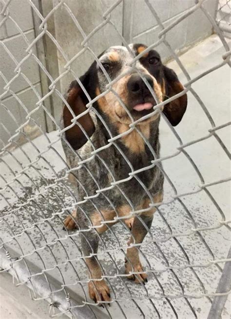 Wise county animal shelter - Bay County Animal Services & Adoption Center, Bay City, Michigan. 11,623 likes · 2,667 talking about this · 872 were here. We provide a wide range of services from caring for abandoned and neglected...